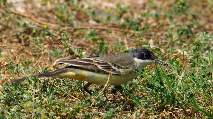 Cutrettola capinero e varianti